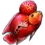 RedfleshFish Icon